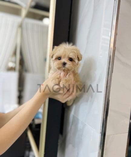 Maltipoo puppy for sale, dog for sale at Tagnimal