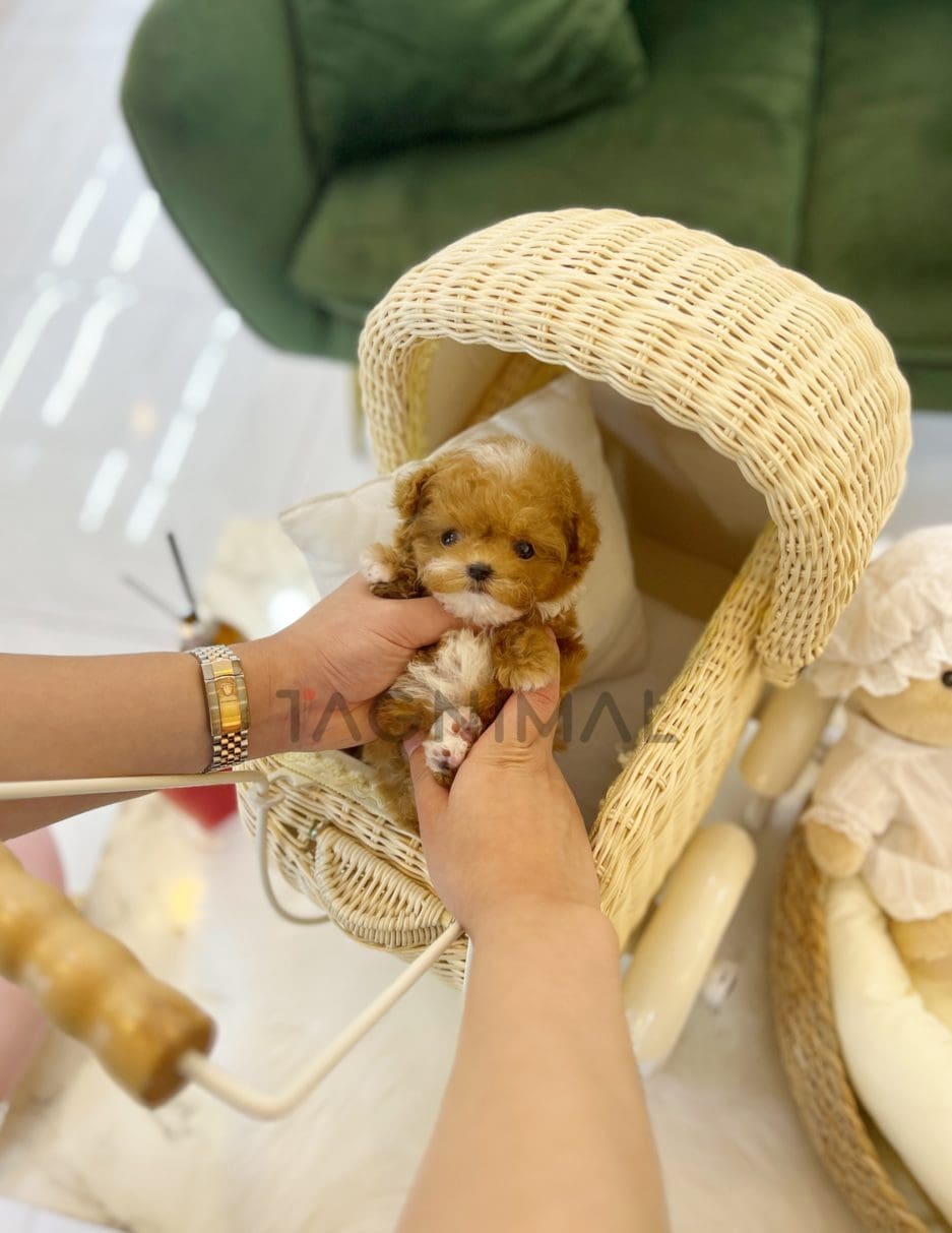 Maltipoo puppy for sale, dog for sale at Tagnimal