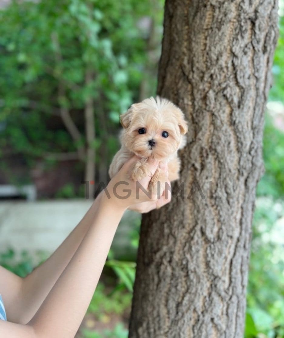 Maltipoo puppy for sale, dog for sale at Tagnimal