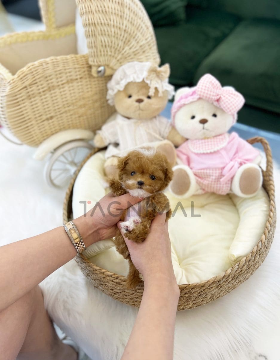 Maltipoo puppy for sale, dog for sale at Tagnimal