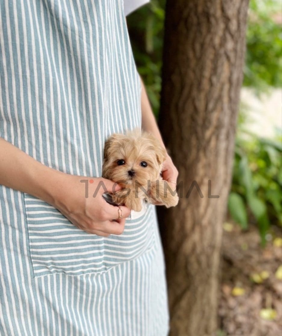 Maltipoo puppy for sale, dog for sale at Tagnimal