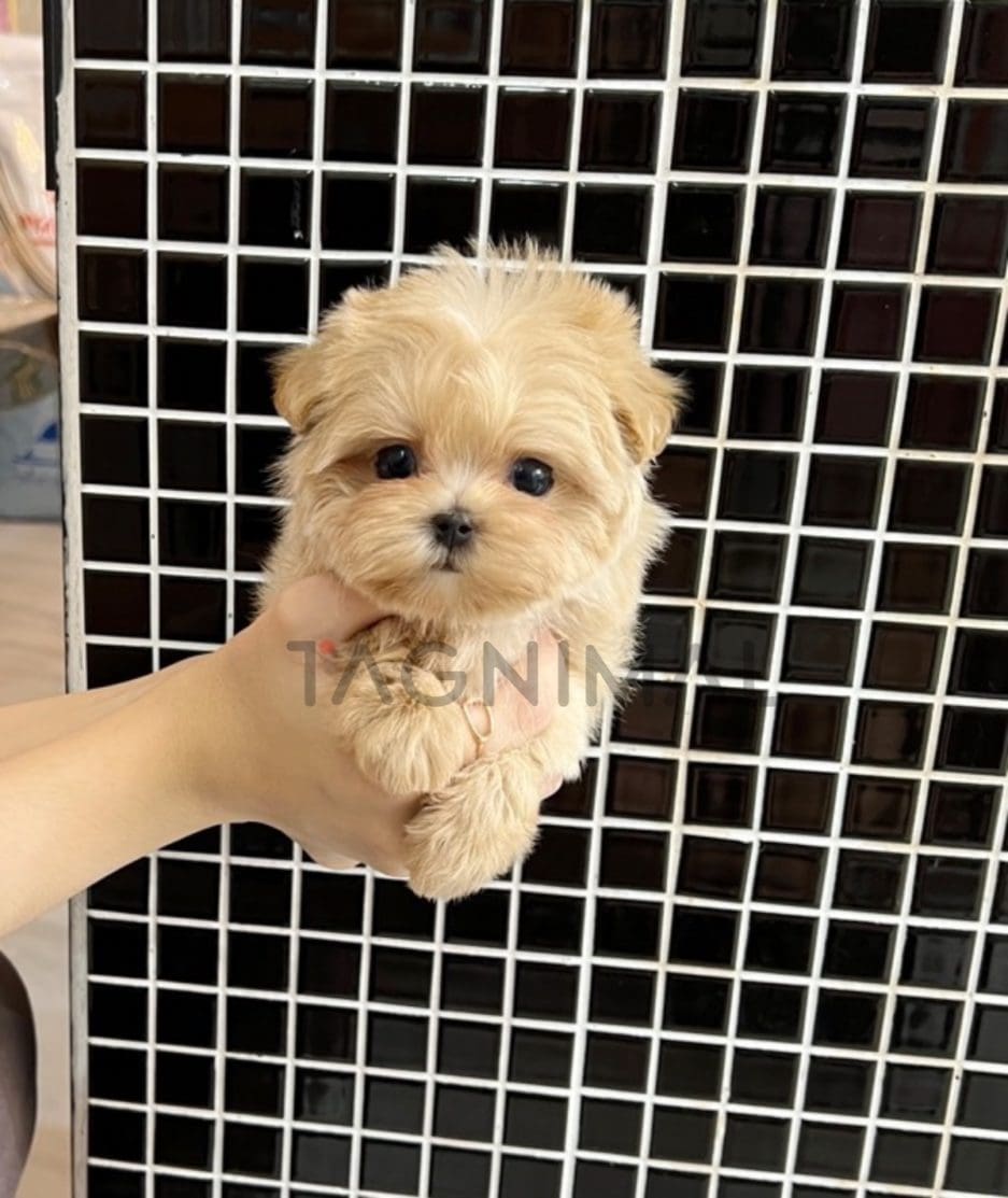 Maltipoo puppy for sale, dog for sale at Tagnimal