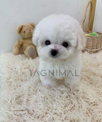 Bichon puppy for sale, dog for sale at Tagnimal