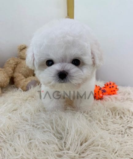 Bichon puppy for sale, dog for sale at Tagnimal