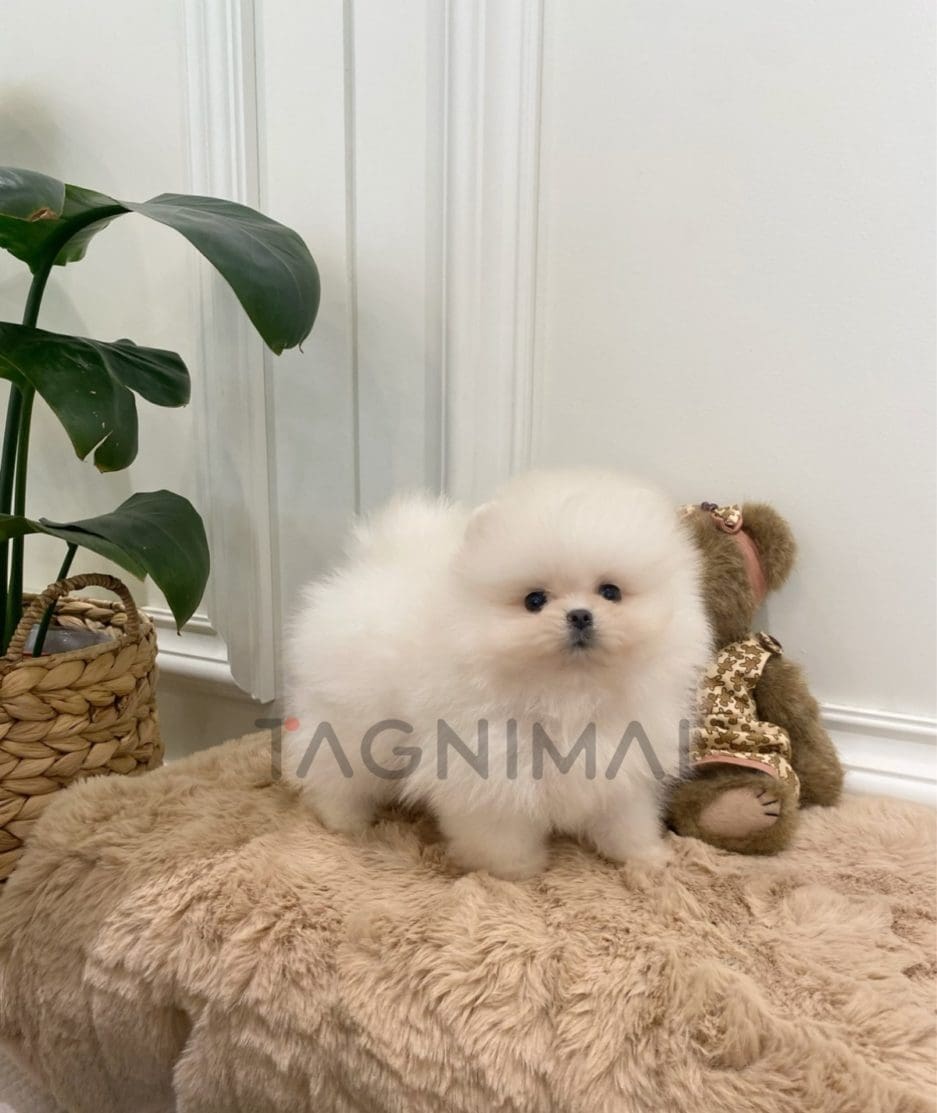 Pomeranian puppy for sale, dog for sale at Tagnimal