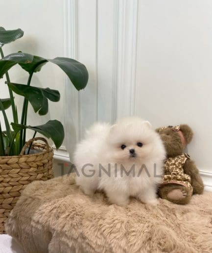 Pomeranian puppy for sale, dog for sale at Tagnimal