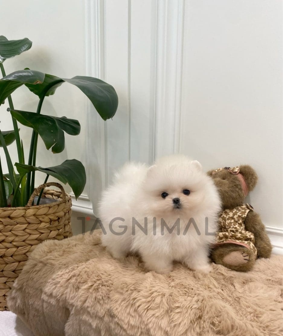 Pomeranian puppy for sale, dog for sale at Tagnimal