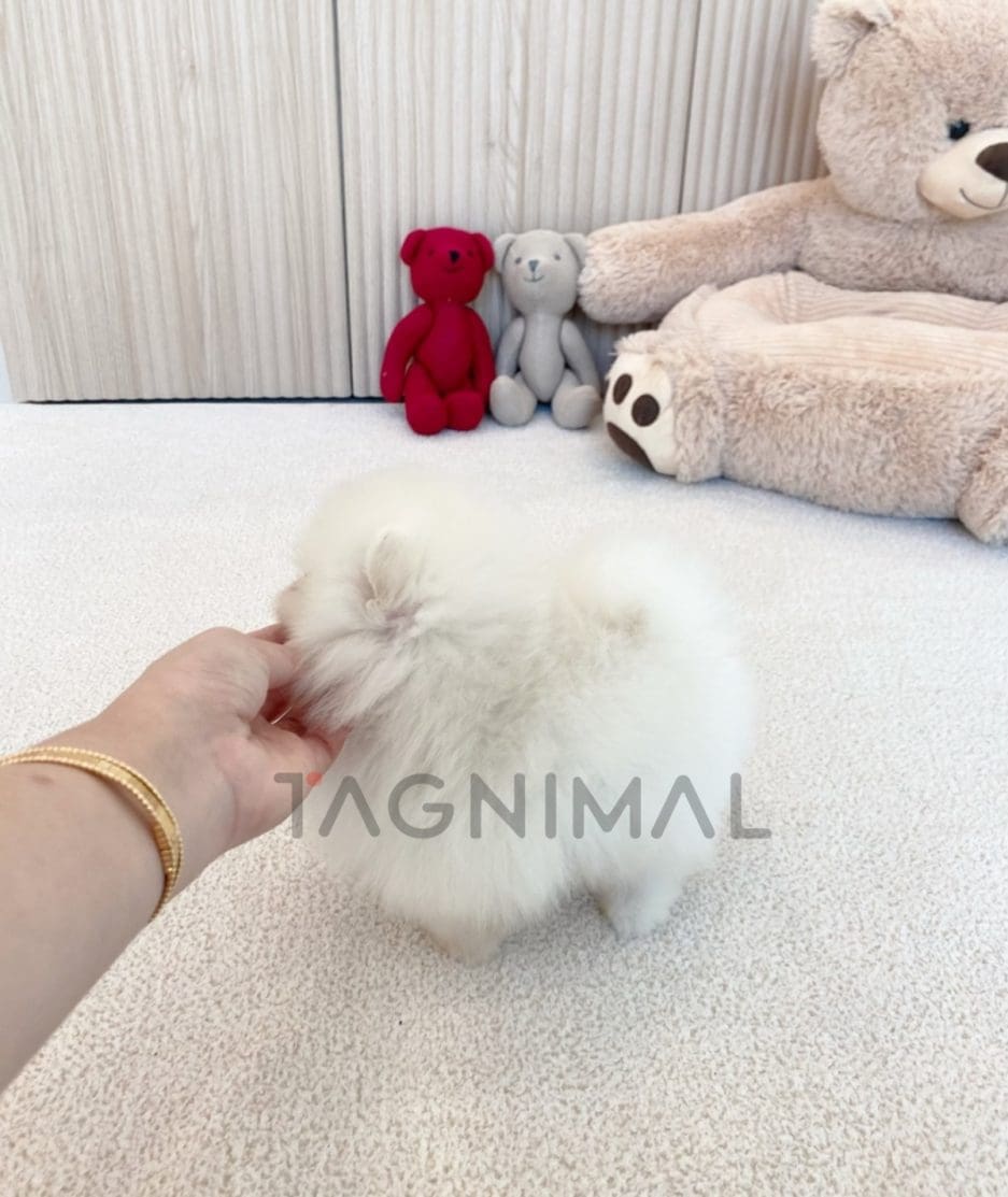 Pomeranian puppy for sale, dog for sale at Tagnimal