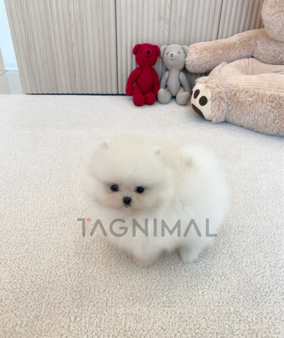 Pomeranian puppy for sale, dog for sale at Tagnimal