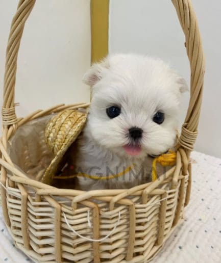 Maltese puppy for sale, dog for sale at Tagnimal