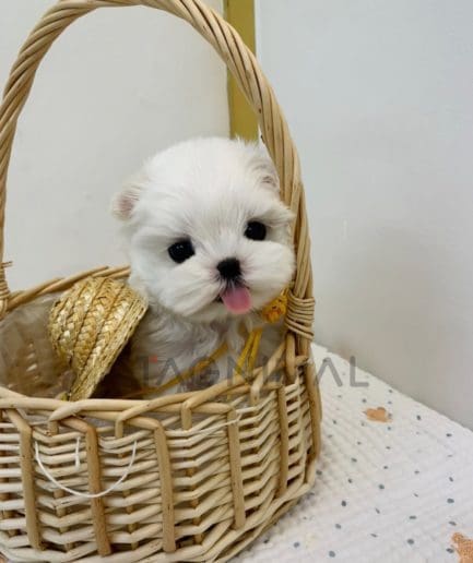 Maltese puppy for sale, dog for sale at Tagnimal