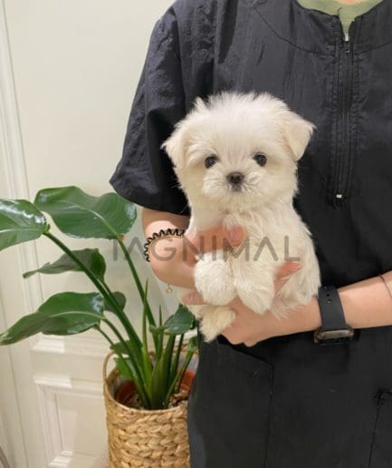 Maltese puppy for sale, dog for sale at Tagnimal