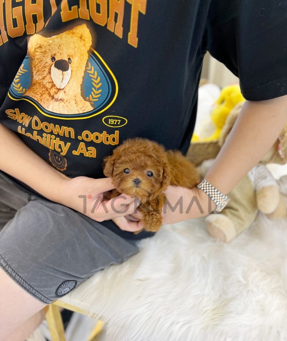 Poodle puppy for sale, dog for sale at Tagnimal