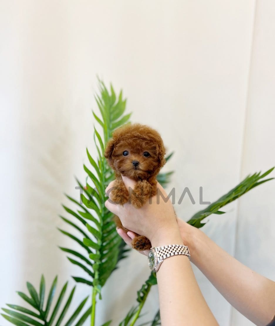 Poodle puppy for sale, dog for sale at Tagnimal