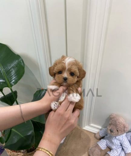 Maltipoo puppy for sale, dog for sale at Tagnimal