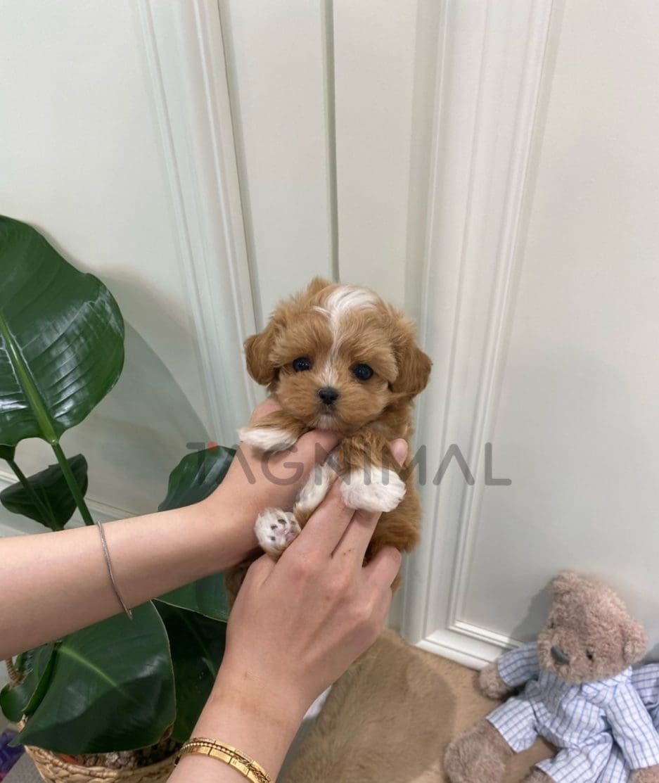 Maltipoo puppy for sale, dog for sale at Tagnimal