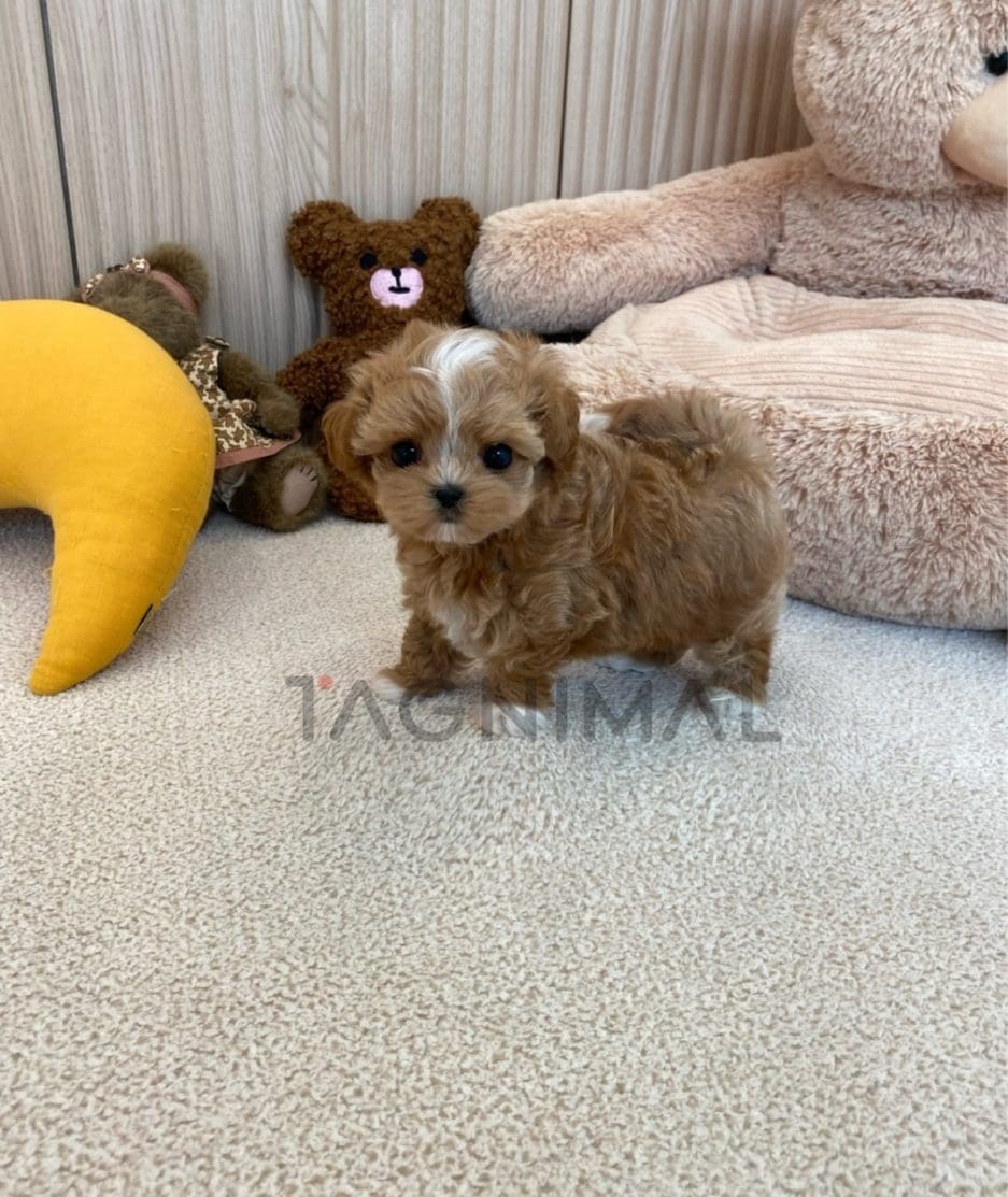 Maltipoo puppy for sale, dog for sale at Tagnimal