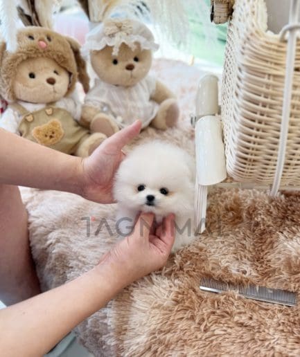 Pomeranian puppy for sale, dog for sale at Tagnimal