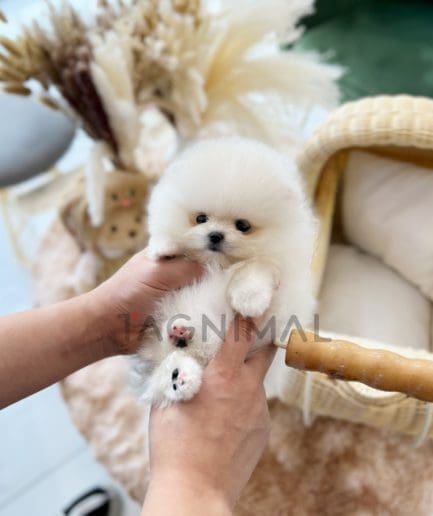 Pomeranian puppy for sale, dog for sale at Tagnimal