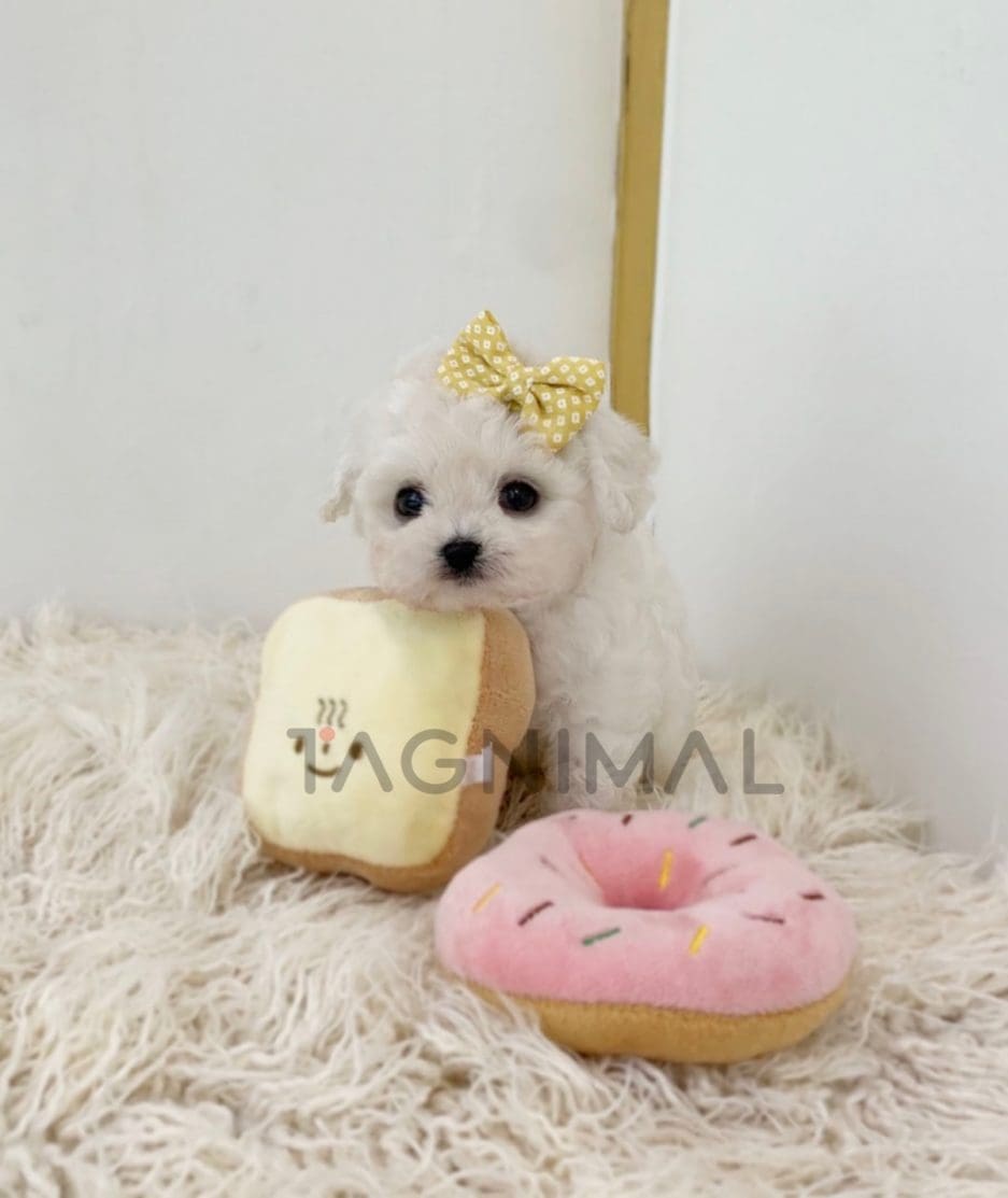 Bichon puppy for sale, dog for sale at Tagnimal