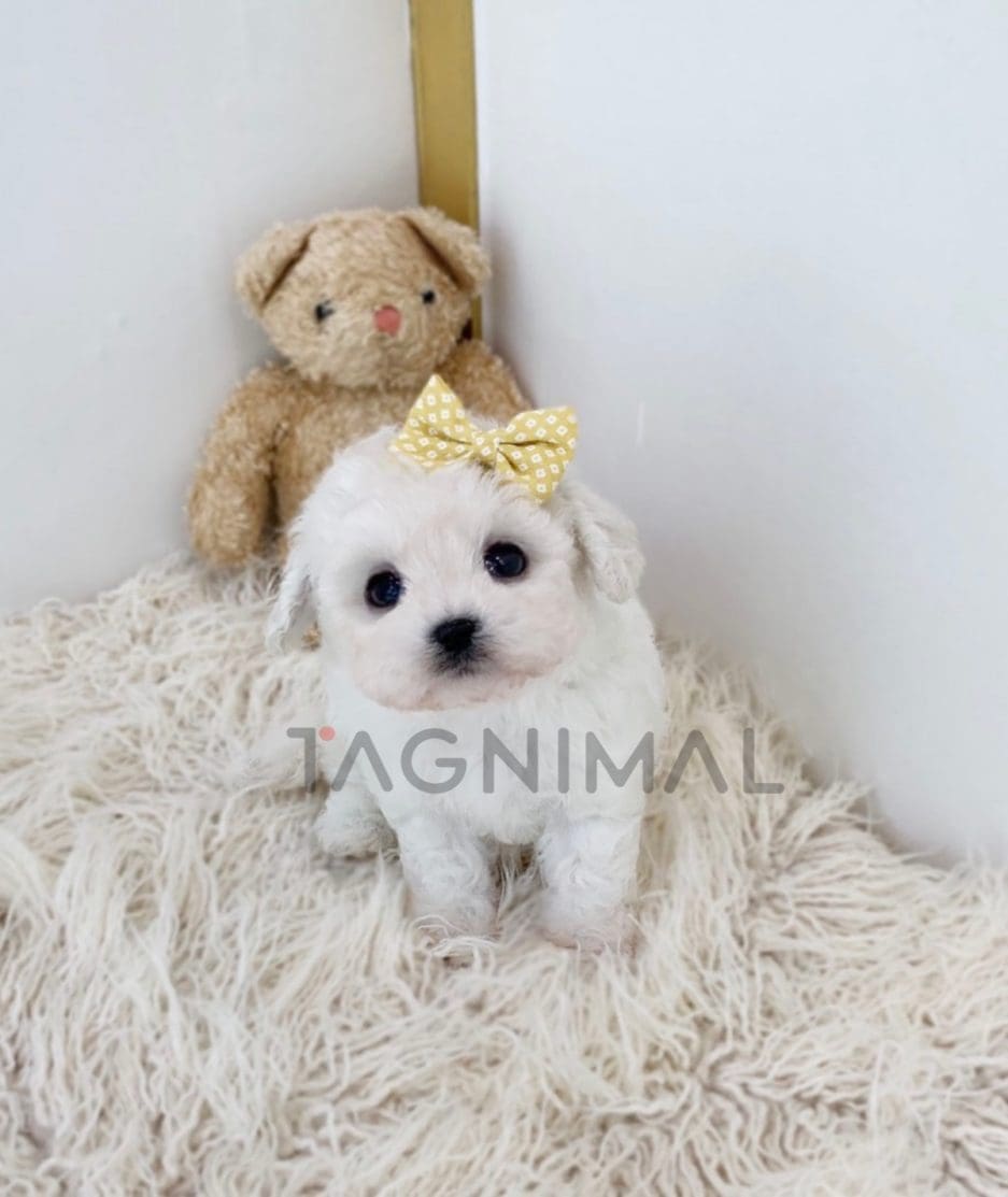 Bichon puppy for sale, dog for sale at Tagnimal