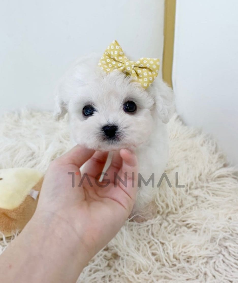 Bichon puppy for sale, dog for sale at Tagnimal