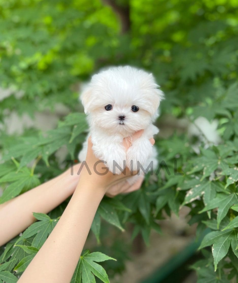 Maltese puppy for sale, dog for sale at Tagnimal