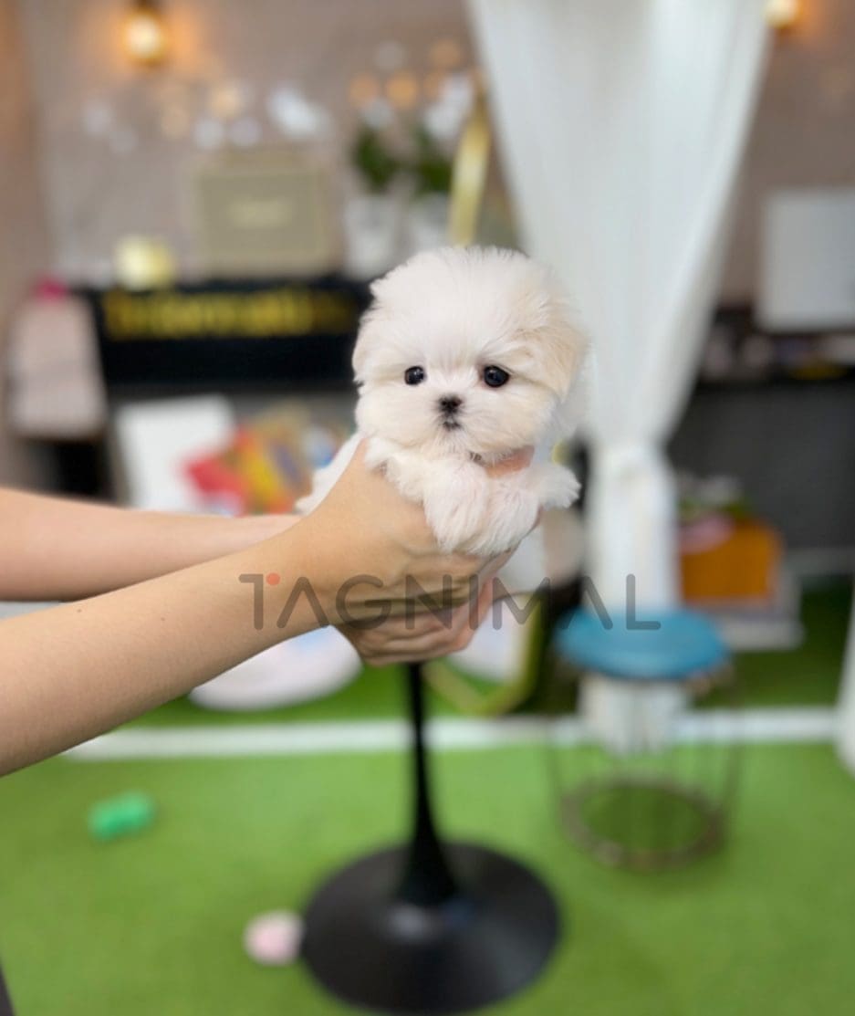 Maltese puppy for sale, dog for sale at Tagnimal