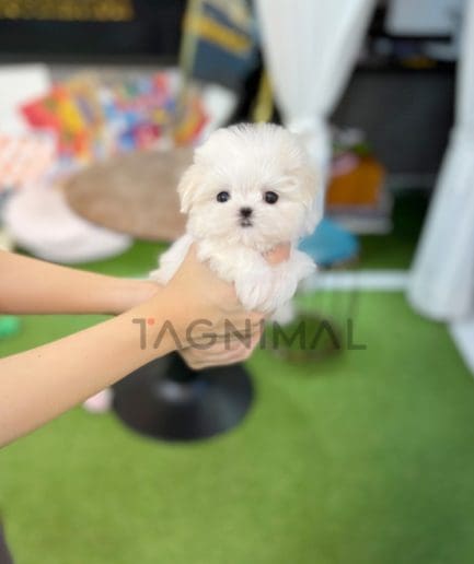 Maltese puppy for sale, dog for sale at Tagnimal