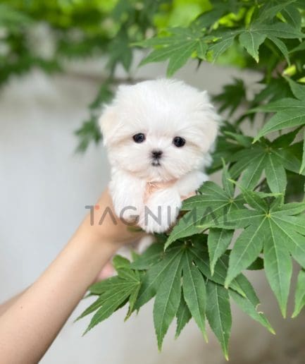 Maltese puppy for sale, dog for sale at Tagnimal