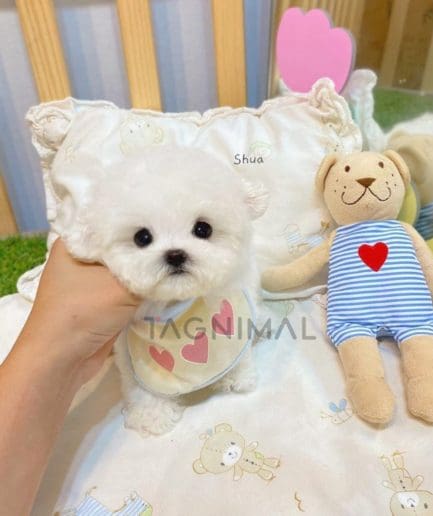 Bichon puppy for sale, dog for sale at Tagnimal