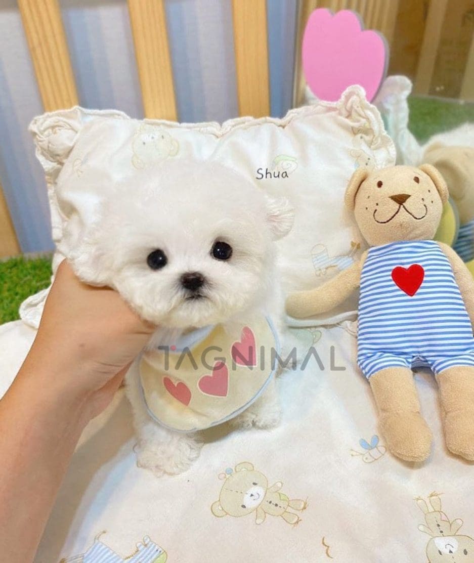 ขายลูกสุนัขบิซอง ซื้อสุนัข ซื้อหมา ได้ที่ Tagnimal