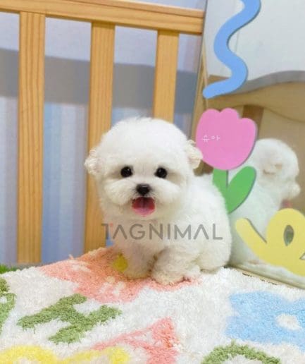 Bichon puppy for sale, dog for sale at Tagnimal