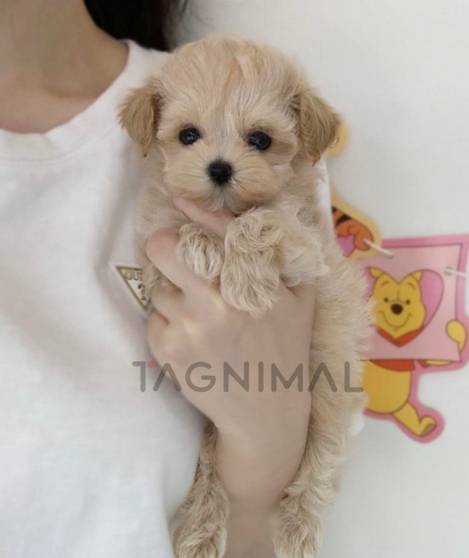 Maltipoo puppy for sale, dog for sale at Tagnimal