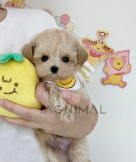 Maltipoo puppy for sale, dog for sale at Tagnimal