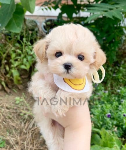 Maltipoo puppy for sale, dog for sale at Tagnimal