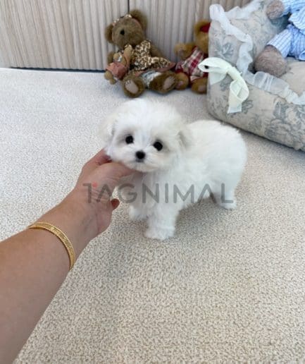 Maltese puppy for sale, dog for sale at Tagnimal