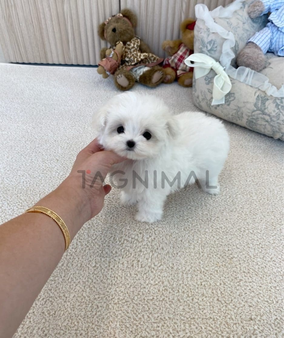 Maltese puppy for sale, dog for sale at Tagnimal