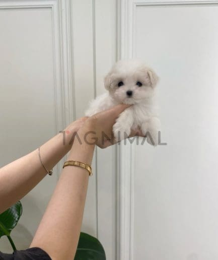 Maltese puppy for sale, dog for sale at Tagnimal