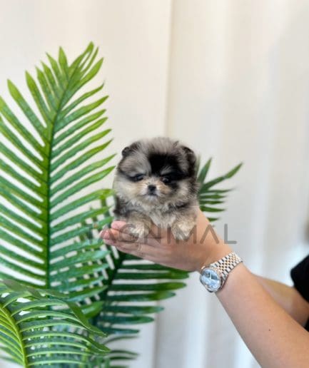 Pomeranian puppy for sale, dog for sale at Tagnimal