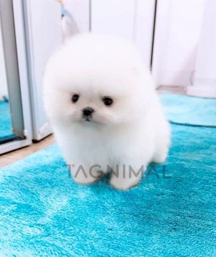 Pomeranian puppy for sale, dog for sale at Tagnimal