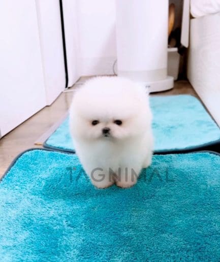 Pomeranian puppy for sale, dog for sale at Tagnimal