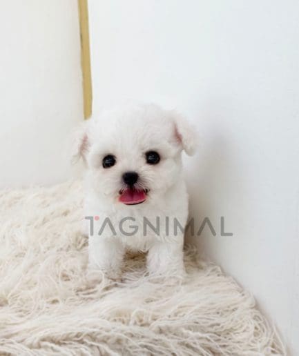 Bichon puppy for sale, dog for sale at Tagnimal