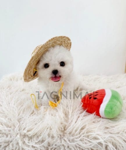 Bichon puppy for sale, dog for sale at Tagnimal