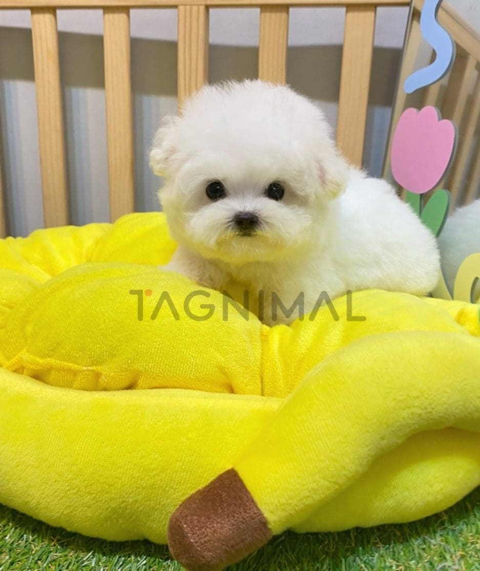 Bichon puppy for sale, dog for sale at Tagnimal