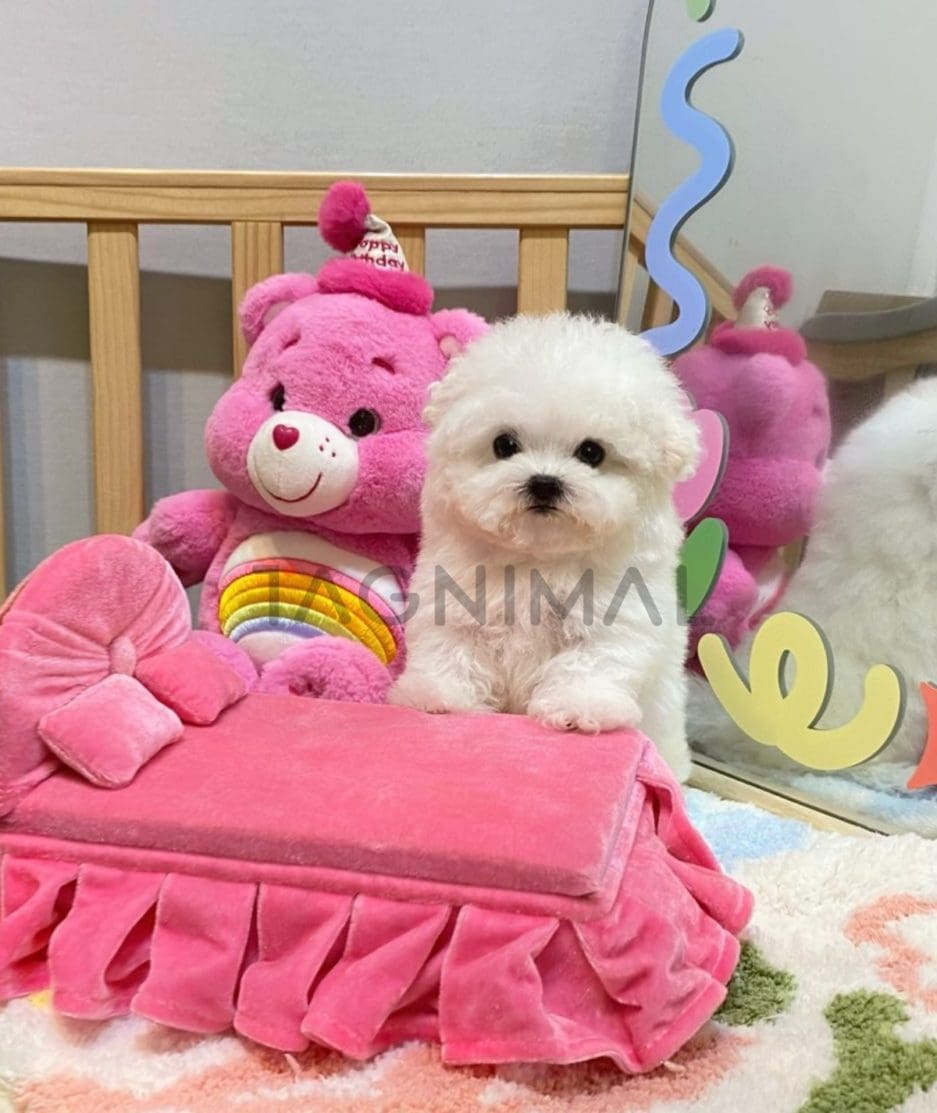 Bichon puppy for sale, dog for sale at Tagnimal