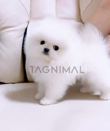 Pomeranian puppy for sale, dog for sale at Tagnimal