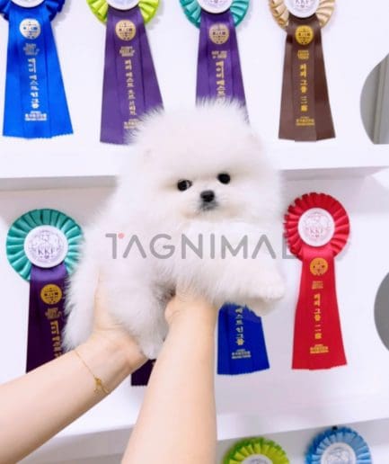 Pomeranian puppy for sale, dog for sale at Tagnimal