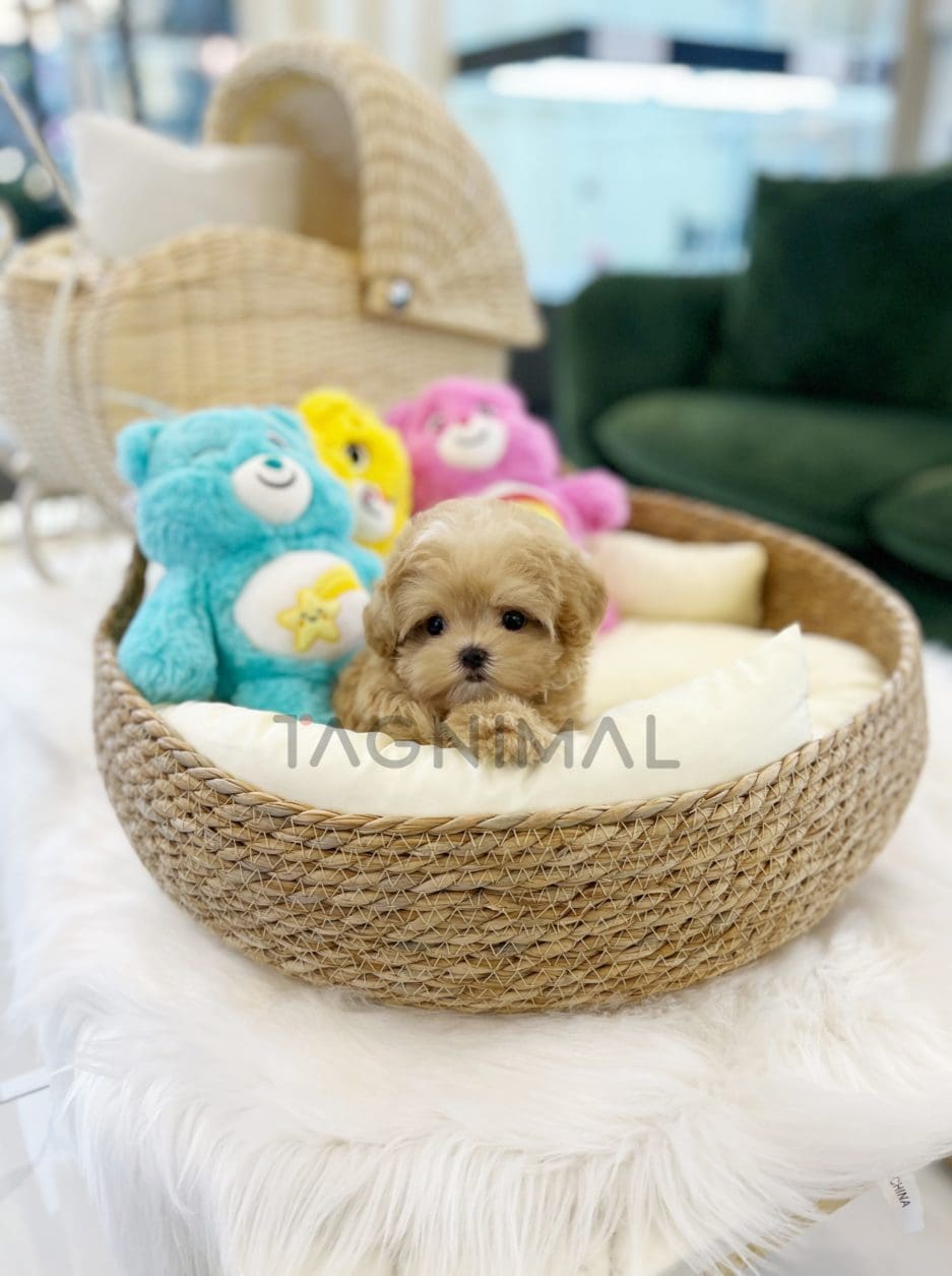 Maltipoo puppy for sale, dog for sale at Tagnimal