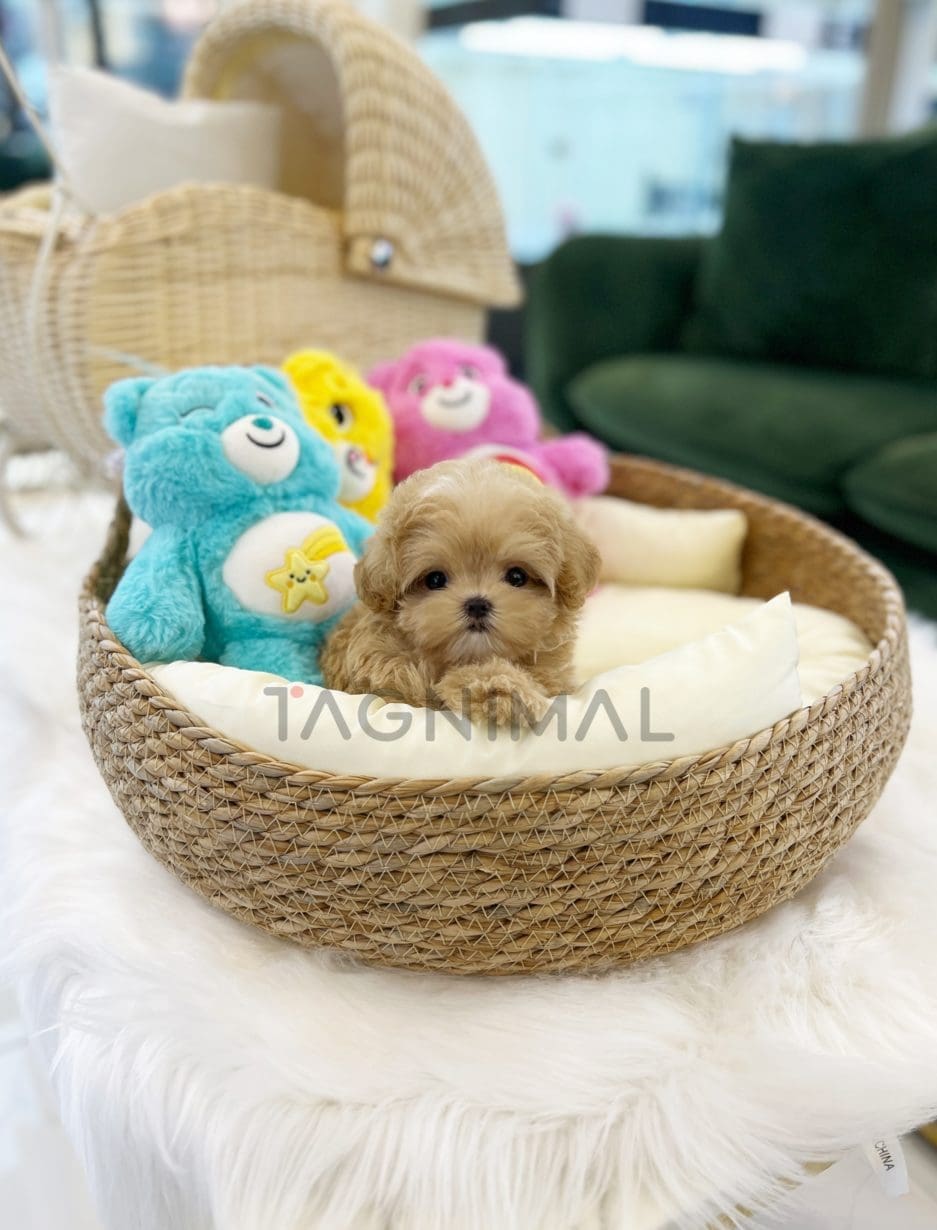 Maltipoo puppy for sale, dog for sale at Tagnimal